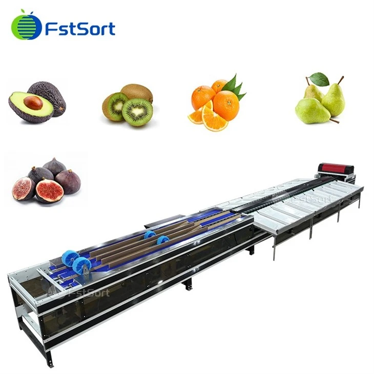 Automatic Fig Fruit Washing Sorting Machine price