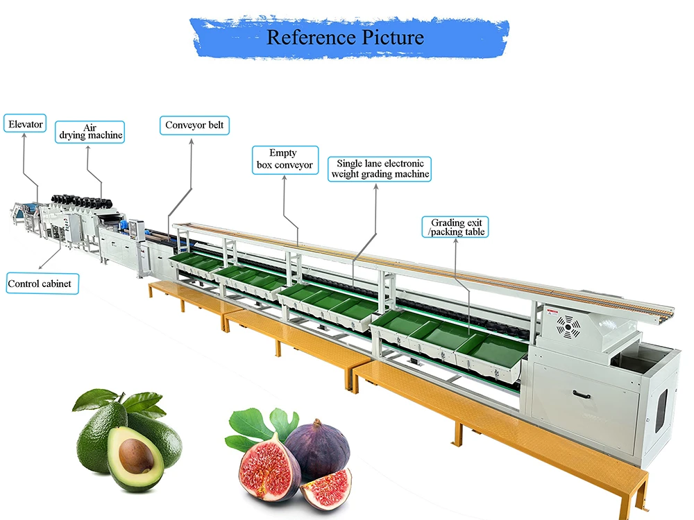 fig fruit sorter fig fruit sorter